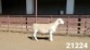 1X WHITE DORPER STUD RAM KASTEEL WITDORPERSTOET