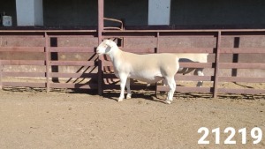 1X WHITE DORPER FLOCK RAM KASTEEL WITDORPERSTOET