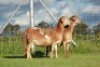 2X OOI/EWE DOUBLE BAR 7 MEATMASTERS (Per stuk om lot te neem/Per Piece to take the lot) - 2
