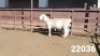 1X WHITE DORPER RAM KASTEEL WITDORPERSTOET