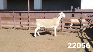 1X WHITE DORPER RAM KASTEEL WITDORPERSTOET