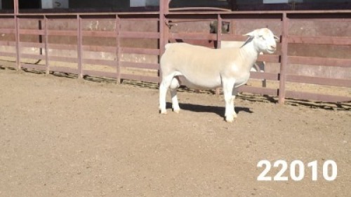 1X WHITE DORPER RAM KASTEEL WITDORPERSTOET