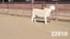 1X WHITE DORPER RAM KASTEEL WITDORPERSTOET