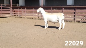 1X WHITE DORPER RAM KASTEEL WITDORPERSTOET