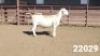1X WHITE DORPER RAM KASTEEL WITDORPERSTOET - 2