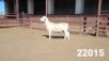 1X WHITE DORPER RAM KASTEEL WITDORPERSTOET