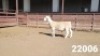 1X WHITE DORPER RAM KASTEEL WITDORPERSTOET