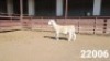 1X WHITE DORPER RAM KASTEEL WITDORPERSTOET - 2