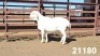 1X VAN ROOY RAM KASTEEL VAN ROOYS - 2