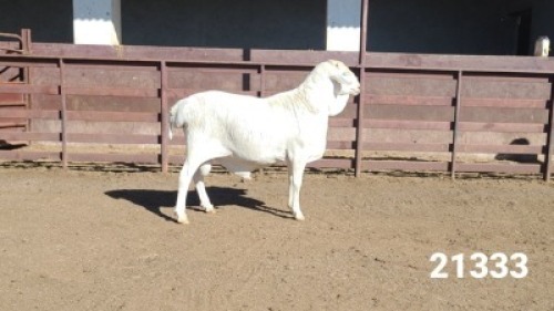1X VAN ROOY RAM KASTEEL VAN ROOYS