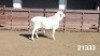 1X VAN ROOY RAM KASTEEL VAN ROOYS