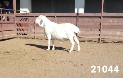 1X VAN ROOY RAM KASTEEL VAN ROOYS