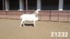 1X VAN ROOY RAM KASTEEL VAN ROOYS