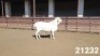 1X VAN ROOY RAM KASTEEL VAN ROOYS - 2