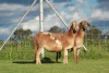 2X OOI/EWE DOUBLE BAR 7 MEATMASTERS (Per stuk om lot te neem/Per Piece to take the lot) - 4