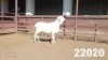 1X VAN ROOY RAM KASTEEL VAN ROOYS