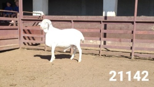 1X VAN ROOY RAM KASTEEL VAN ROOYS