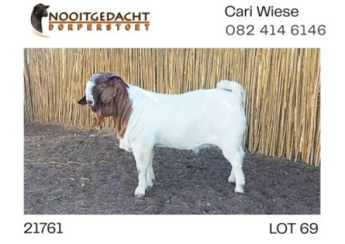 1X BOERBOK RAM CARI WIESE BOERBOKKE