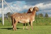 2X OOI/EWE DOUBLE BAR 7 MEATMASTERS (Per stuk om lot te neem/Per Piece to take the lot) - 5