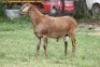 LOT 104 1X MEATMASTER RAM RED RIBBON MEATMASTERS - 2