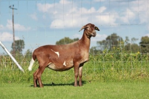 1X OOI/EWE DOUBLE BAR 7 MEATMASTERS