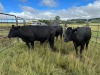 LOT 500 3X DRAKENSBERGER KOEIE (Pay per piece) - 4