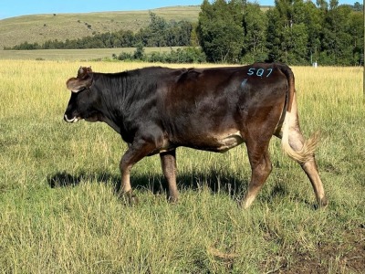 1X SWART VERS/HEIFER