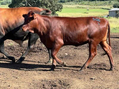 1X ROOI VERS/HEIFER