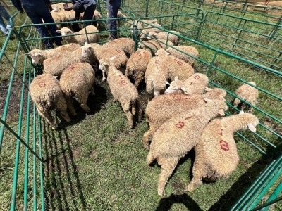 LOT 1B 16X DORMER EWE Pay per Animal to take all)