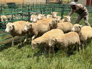 LOT 2 7X DORMER EWE Pay per Animal to take all)