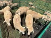 LOT 2 7X DORMER EWE Pay per Animal to take all) - 2