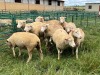 LOT 4 7X DORMER EWE Pay per Animal to take all) - 2