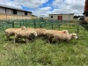 LOT 1A 7X DORMER EWE (Pay per Animal to take all)