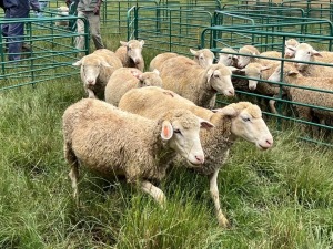 LOT 6 7X DORMER EWE Pay per Animal to take all)