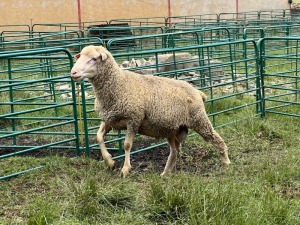 LOT 7 1X DORMER RAM