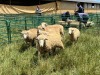 LOT 9 5X DORMER RAMLAMBS Pay per Animal to take all) - 2