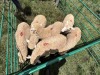 LOT 9 5X DORMER RAMLAMBS Pay per Animal to take all) - 3