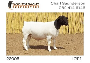 1X DORPER RAM NOOITGEDACHT DORPERSTOET