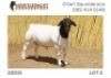 1X DORPER T5 RAM NOOITGEDACHT DORPERSTOET - 2