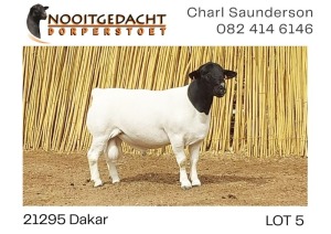 1X DORPER T5 RAM NOOITGEDACHT DORPERSTOET