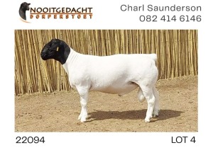 1X DORPER T5 RAM NOOITGEDACHT DORPERSTOET