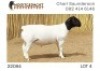 1X DORPER T5 RAM NOOITGEDACHT DORPERSTOET - 2