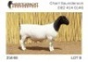 1X DORPER T5 RAM NOOITGEDACHT DORPERSTOET