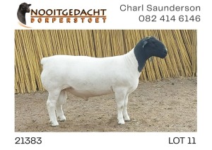 1X DORPER T5 RAM NOOITGEDACHT DORPERSTOET