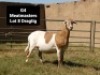 2X OOI/EWE G4 MEATMASTERS (Per stuk om lot te neem/Per Piece to take the lot) - 2