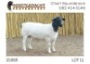 1X DORPER T5 RAM NOOITGEDACHT DORPERSTOET - 2