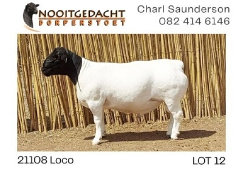 1X DORPER T5 RAM NOOITGEDACHT DORPERSTOET