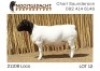 1X DORPER T5 RAM NOOITGEDACHT DORPERSTOET