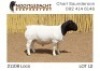 1X DORPER T5 RAM NOOITGEDACHT DORPERSTOET - 2