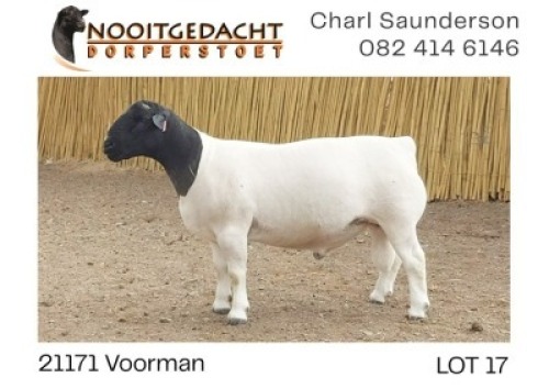 1X DORPER T5 RAM NOOITGEDACHT DORPERSTOET